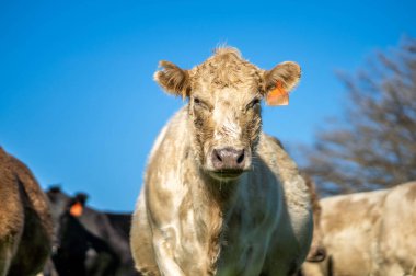 Avustralya 'da sürdürülebilir çiftlik hayvanları yetiştiriciliği: Avustralya' da yaz aylarında Avustralya 'da Kuraklıkta Sığır Yetiştirme Uygulamaları