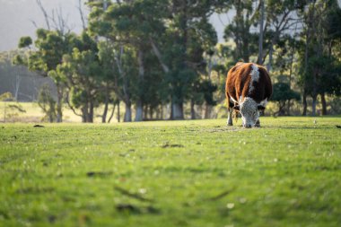 Avustralya 'da bir tarlada otlayan damızlık sığır, inek ve buzağılara yakın bir yerde. Sığır cinsleri arasında benekli park, Murray Grey, Angus, Brangus ve Wagyu bulunur. 