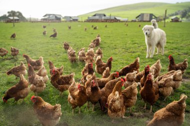Avustralya 'da serbest çiftlikte tavuk çiftliği, çayır otlağında yenilenebilir sürdürülebilir tarım çiftliğinde yumurta yetiştirmek.