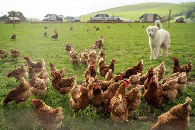 free range chicken farm in australia, pasture raised eggs on a regenerative sustainable agricultural farming on green grass in a field paddock clipart