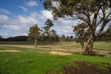 Avustralya 'daki güzel sığırlar ot yer, otlakta otlarlar. Bir tarım çiftliğinde büyüyen sığır sürüsü.