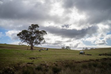 Avustralya 'daki güzel sığırlar ot yer, otlakta otlarlar. Tarımsal bir çiftlikte yetiştirilen sığır sürüsü. Sürdürülebilir çiftlikler. Tarlada inek 