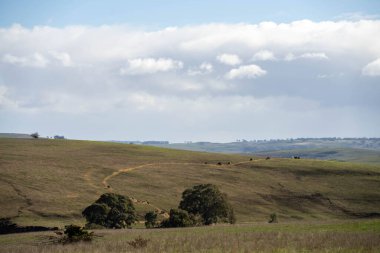 Avustralya 'daki güzel sığırlar ot yer, otlakta otlarlar. Bir tarım çiftliğinde büyüyen sığır sürüsü.