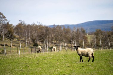 Merino koyunu, Yeni Zelanda ve Avustralya 'da otluyor ve yiyor.