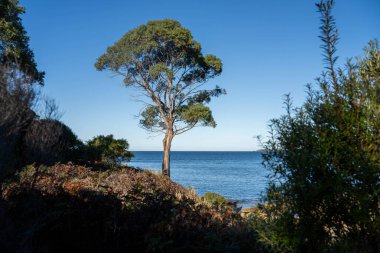 Avustralya ormanlarındaki güzel sakız ağaçları ve çalılar. Gumtrees ve yerli bitkiler baharda Avustralya 'da büyür. 
