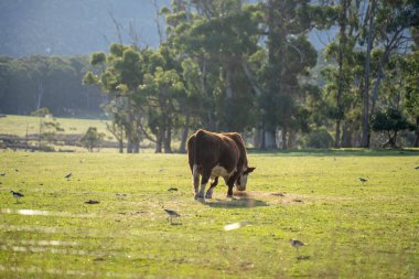 Avustralya 'da bir tarlada otlayan damızlık sığır, inek ve buzağılara yakın bir yerde. Sığır cinsleri arasında benekli park, Murray Grey, Angus, Brangus ve Wagyu bulunur. 