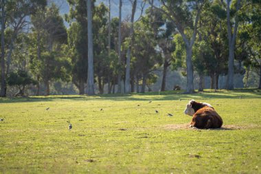 Avustralya 'da bir tarlada otlayan damızlık sığır, inek ve buzağılara yakın bir yerde. Sığır cinsleri arasında benekli park, Murray Grey, Angus, Brangus ve Wagyu bulunur. 