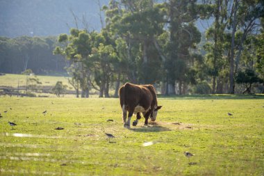 Avustralya 'da bir tarlada otlayan damızlık sığır, inek ve buzağılara yakın bir yerde. Sığır cinsleri arasında benekli park, Murray Grey, Angus, Brangus ve Wagyu bulunur. 
