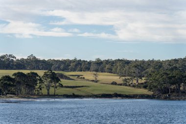Avustralya ormanlarındaki güzel sakız ağaçları ve çalılar. Gumtrees ve yerli bitkiler baharda Avustralya 'da büyür. 