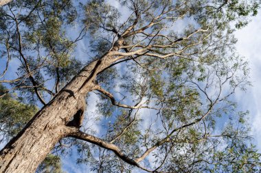 Avustralya ormanlarındaki güzel sakız ağaçları ve çalılar. Gumtrees ve yerli bitkiler baharda Avustralya 'da büyür. 