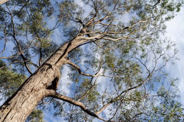 Avustralya ormanlarındaki güzel sakız ağaçları ve çalılar. Gumtrees ve yerli bitkiler baharda Avustralya 'da büyür. 