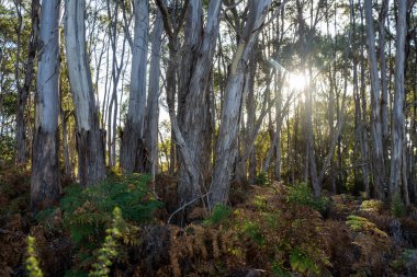 Avustralya ormanlarındaki güzel sakız ağaçları ve çalılar. Gumtrees ve yerli bitkiler baharda Avustralya 'da büyür. 