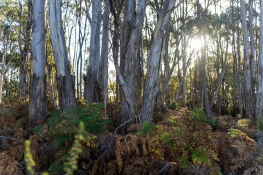 Avustralya ormanlarındaki güzel sakız ağaçları ve çalılar. Gumtrees ve yerli bitkiler baharda Avustralya 'da büyür. 