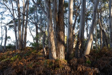 Avustralya ormanlarındaki güzel sakız ağaçları ve çalılar. Gumtrees ve yerli bitkiler baharda Avustralya 'da büyür. 