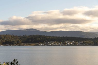 Avustralya ormanlarındaki güzel sakız ağaçları ve çalılar. Gumtrees ve yerli bitkiler baharda Avustralya 'da büyür. 