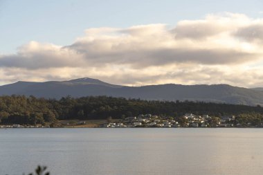 Avustralya ormanlarındaki güzel sakız ağaçları ve çalılar. Gumtrees ve yerli bitkiler baharda Avustralya 'da büyür. 
