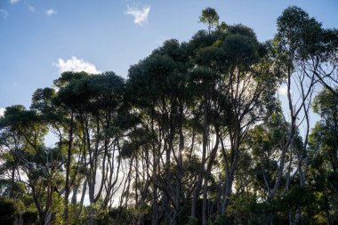 Avustralya ormanlarındaki güzel sakız ağaçları ve çalılar. Gumtrees ve yerli bitkiler baharda Avustralya 'da büyür. 