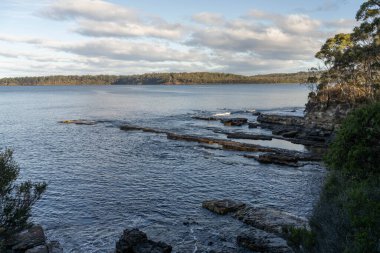 Avustralya ormanlarındaki güzel sakız ağaçları ve çalılar. Gumtrees ve yerli bitkiler baharda Avustralya 'da büyür. 