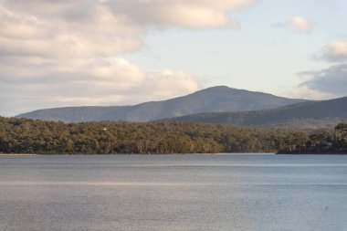 Avustralya ormanlarındaki güzel sakız ağaçları ve çalılar. Gumtrees ve yerli bitkiler baharda Avustralya 'da büyür. 