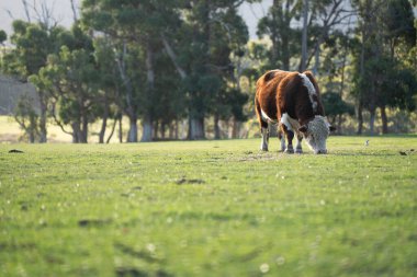 Avustralya 'da bir tarlada otlayan damızlık sığır, inek ve buzağılara yakın bir yerde. Sığır cinsleri arasında benekli park, Murray Grey, Angus, Brangus ve Wagyu bulunur. 