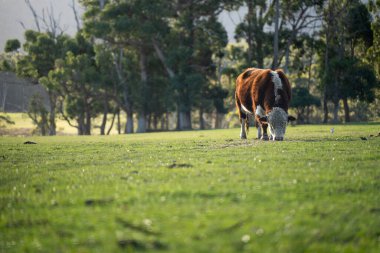 Avustralya 'da bir tarlada otlayan damızlık sığır, inek ve buzağılara yakın bir yerde. Sığır cinsleri arasında benekli park, Murray Grey, Angus, Brangus ve Wagyu bulunur. 