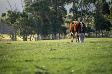 Avustralya 'da bir tarlada otlayan damızlık sığır, inek ve buzağılara yakın bir yerde. Sığır cinsleri arasında benekli park, Murray Grey, Angus, Brangus ve Wagyu bulunur. 