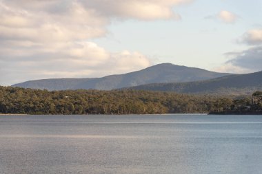 Avustralya ormanlarındaki güzel sakız ağaçları ve çalılar. Gumtrees ve yerli bitkiler baharda Avustralya 'da büyür. 