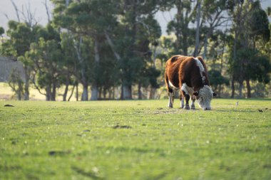 Avustralya 'da bir tarlada otlayan damızlık sığır, inek ve buzağılara yakın bir yerde. Sığır cinsleri arasında benekli park, Murray Grey, Angus, Brangus ve Wagyu bulunur. 