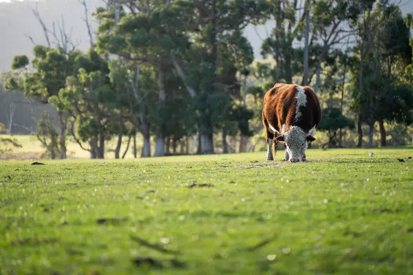 Avustralya 'da bir tarlada otlayan damızlık sığır, inek ve buzağılara yakın bir yerde. Sığır cinsleri arasında benekli park, Murray Grey, Angus, Brangus ve Wagyu bulunur. 