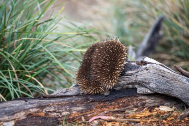 Beautiful echidna in the Australian bush, in the tasmanian outback. Australian wildlife in a national park in Australia  clipart