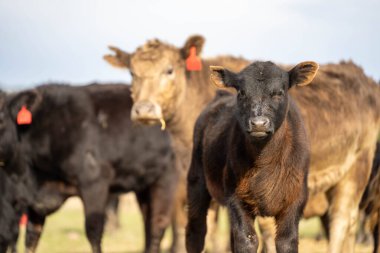 Angus ve Murray Grey İnekleri Avustralya 'da uzun otlaklar yiyorlar.