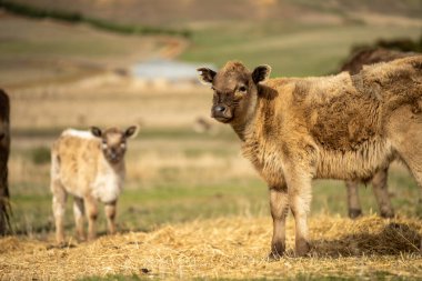Angus ve Murray Grey İnekleri Avustralya 'da uzun otlaklar yiyorlar.