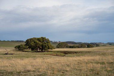 Angus ve Murray Grey İnekleri Avustralya 'da uzun otlaklar yiyorlar.