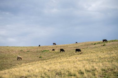 Angus ve Murray Grey İnekleri Avustralya 'da uzun otlaklar yiyorlar.