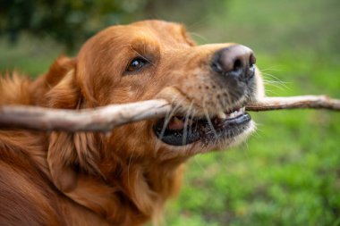 Golden Retriever baharda bir bahçede sopa çiğniyor.