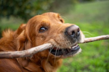 Golden Retriever baharda bir bahçede sopa çiğniyor.