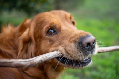 Golden Retriever baharda bir bahçede sopa çiğniyor.