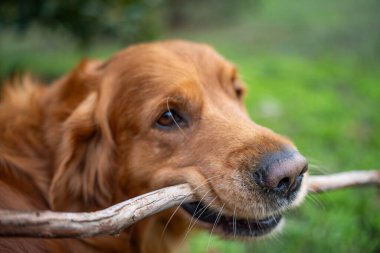 Golden Retriever baharda bir bahçede sopa çiğniyor.