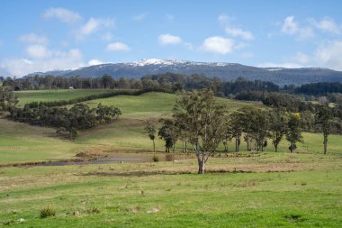 İlkbaharda Avustralya 'da sürdürülebilir bir tarım çiftliğinde nehir kıyısında yetişen antik kırmızı sakız okaliptüs ağacı.
