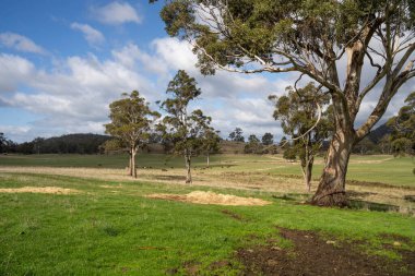 İlkbaharda Avustralya 'da sürdürülebilir bir tarım çiftliğinde nehir kıyısında yetişen antik kırmızı sakız okaliptüs ağacı.