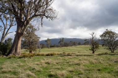 İlkbaharda bir çiftlikte yetişen ağaçlar ve yemyeşil çayırlar.