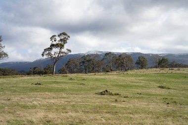İlkbaharda bir çiftlikte yetişen ağaçlar ve yemyeşil çayırlar.