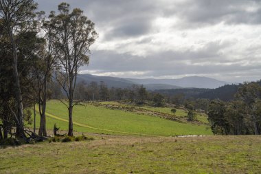 İlkbaharda bir çiftlikte yetişen ağaçlar ve yemyeşil çayırlar.