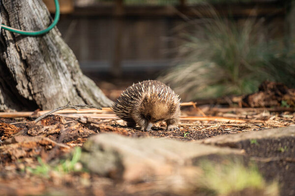 Beautiful echidna in the Australian bush, in the tasmanian outback. Australian wildlife in a national park in Australia 