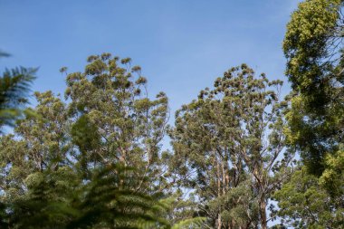 Avustralya ormanlarındaki güzel sakız ağaçları ve çalılar. Gumtrees ve yerli bitkiler Avustralya 'da baharda vahşi doğada yetişir.