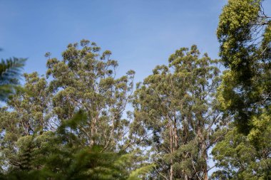 Avustralya ormanlarındaki güzel sakız ağaçları ve çalılar. Gumtrees ve yerli bitkiler Avustralya 'da baharda vahşi doğada yetişir.