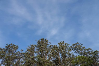 Avustralya ormanlarındaki güzel sakız ağaçları ve çalılar. Gumtrees ve yerli bitkiler Avustralya 'da baharda vahşi doğada yetişir.