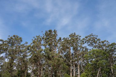 Avustralya ormanlarındaki güzel sakız ağaçları ve çalılar. Gumtrees ve yerli bitkiler Avustralya 'da baharda vahşi doğada yetişir.