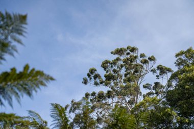 Avustralya ormanlarındaki güzel sakız ağaçları ve çalılar. Gumtrees ve yerli bitkiler Avustralya 'da baharda vahşi doğada yetişir.