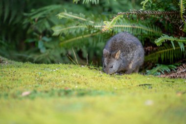 Beautiful wallaby in the Australian bush, in the blue mountains, nsw. Australian wildlife in a park  clipart